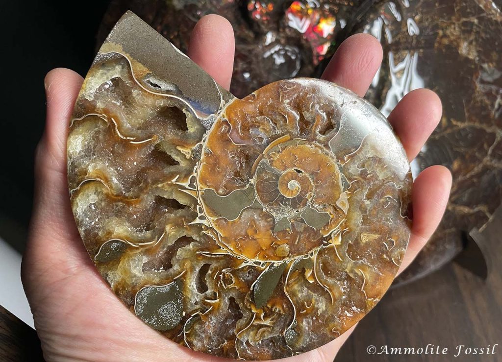 ammolite fossils agatized madagascar ammonite