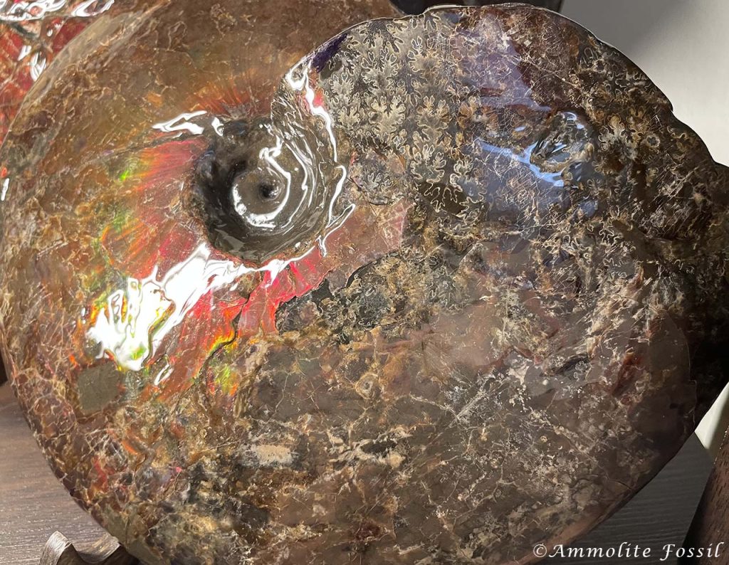 Canadian ammonite fossils preserved suture marks